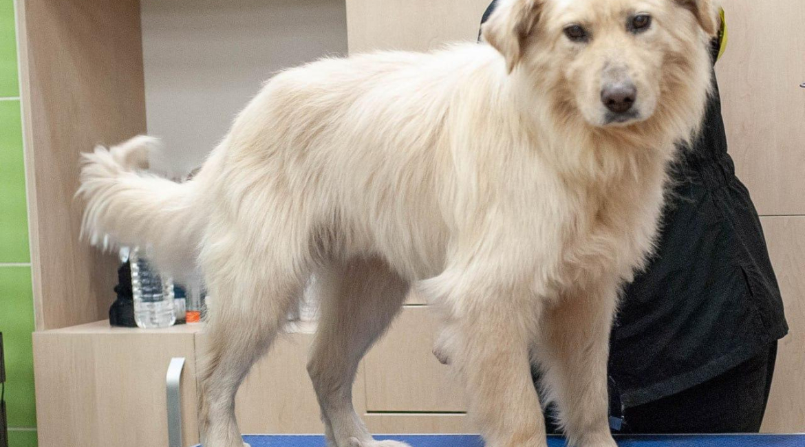 Chiens à adopter